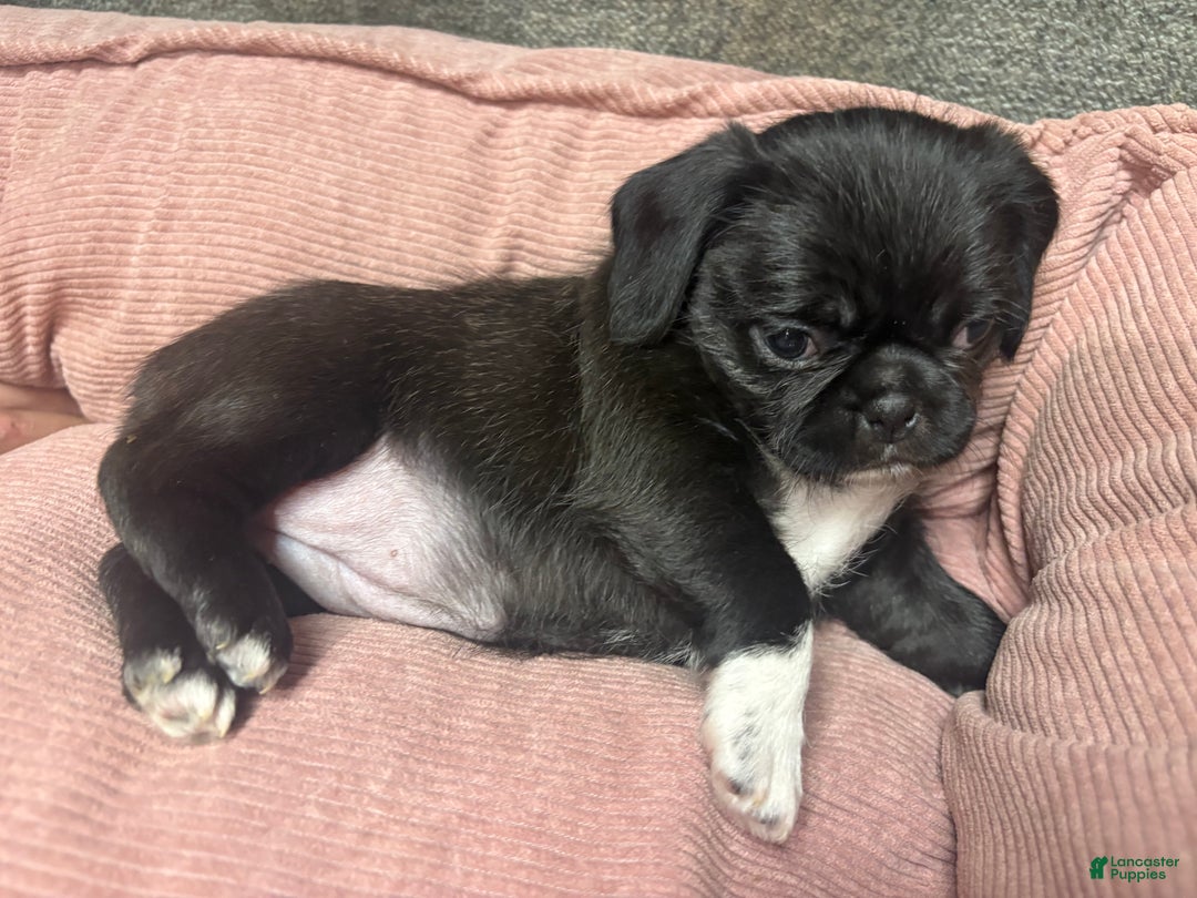 Pug Puppies for sale in New Jersey Lancaster Puppies