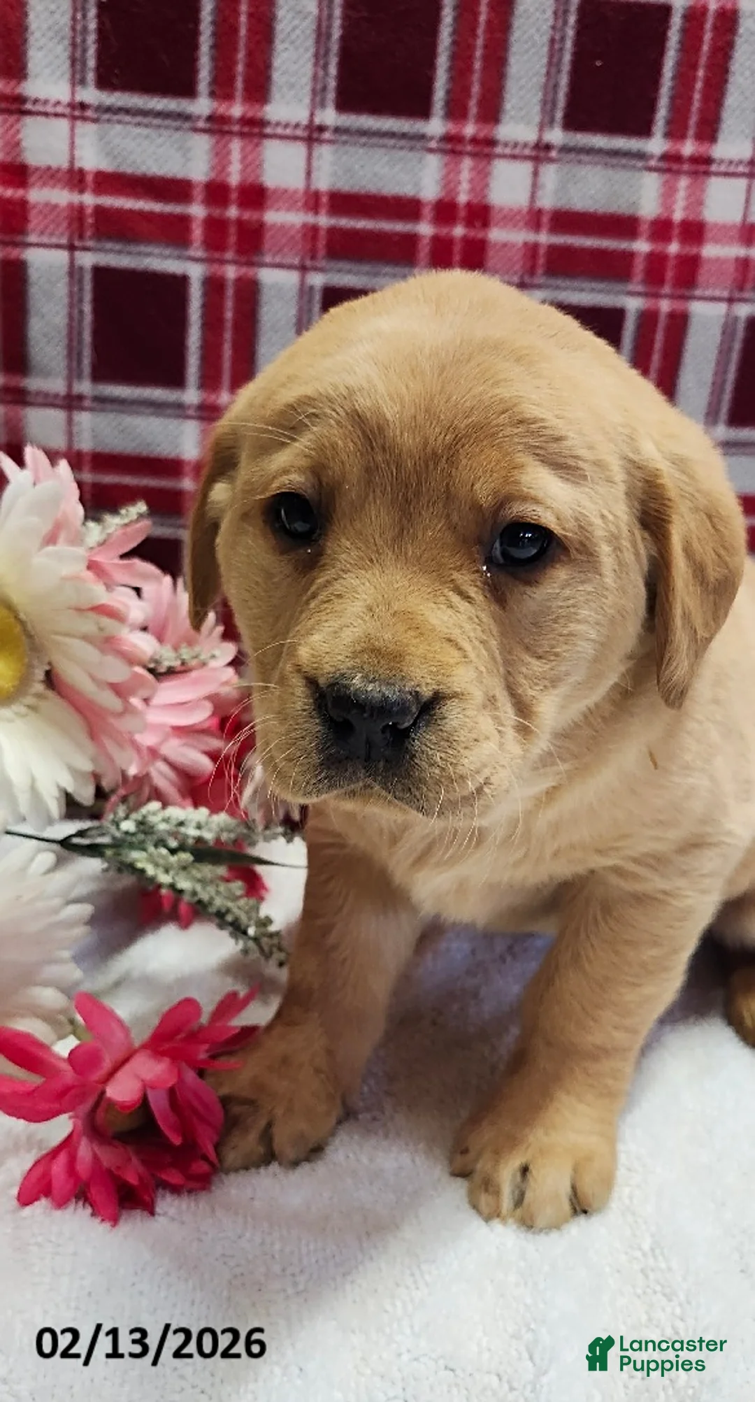 Labrador Retriever dogs for sale: Sparky - Ad 1