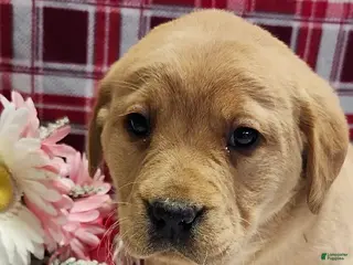 Labrador Retriever dogs Sparky - Ad 15