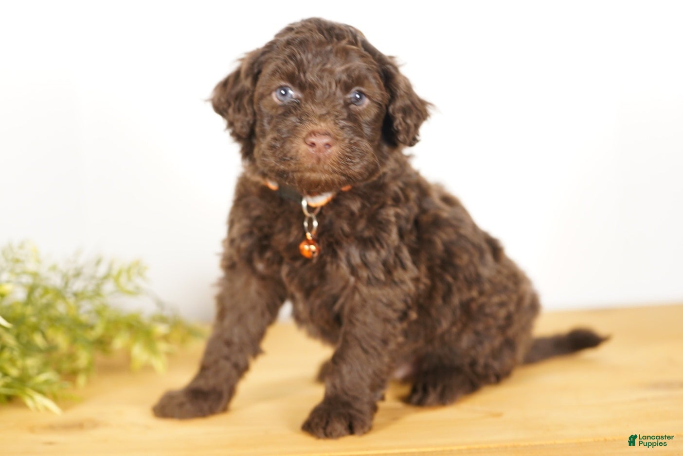 Portuguese Water Dog dogs Shadow - Ad 30