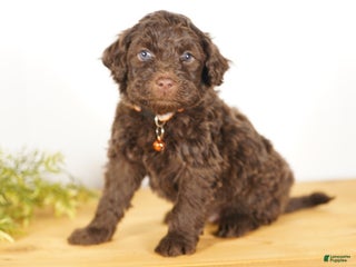 Portuguese Water Dog dogs Shadow - Ad 38