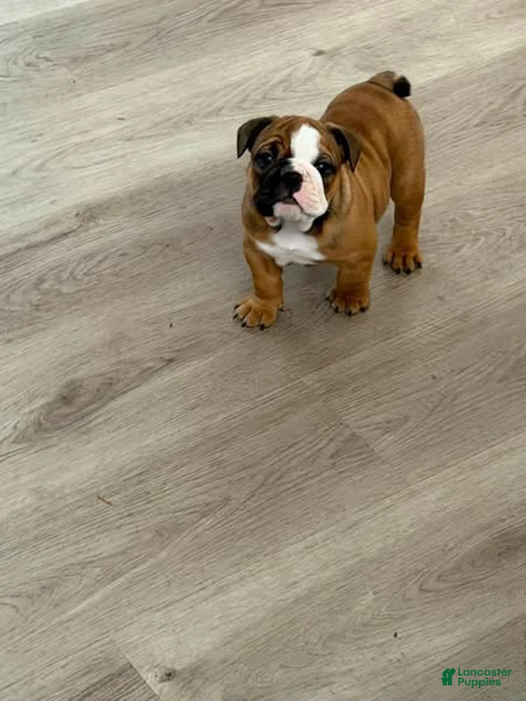 English Bulldog dogs for sale: English Bulldog 2 - Ad 4