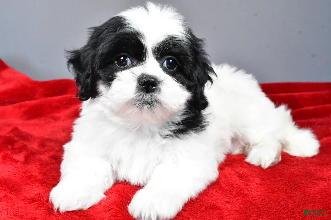 Teddy Bear dogs for sale: simone - Ad 1