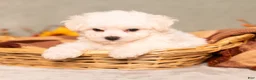 Bichon Frise dogs for sale: Quie - Ad 4