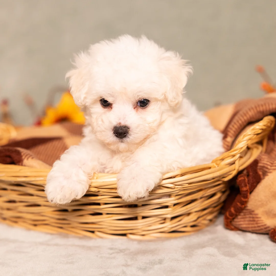 Bichon Frise dogs for sale: Quie - Ad 4