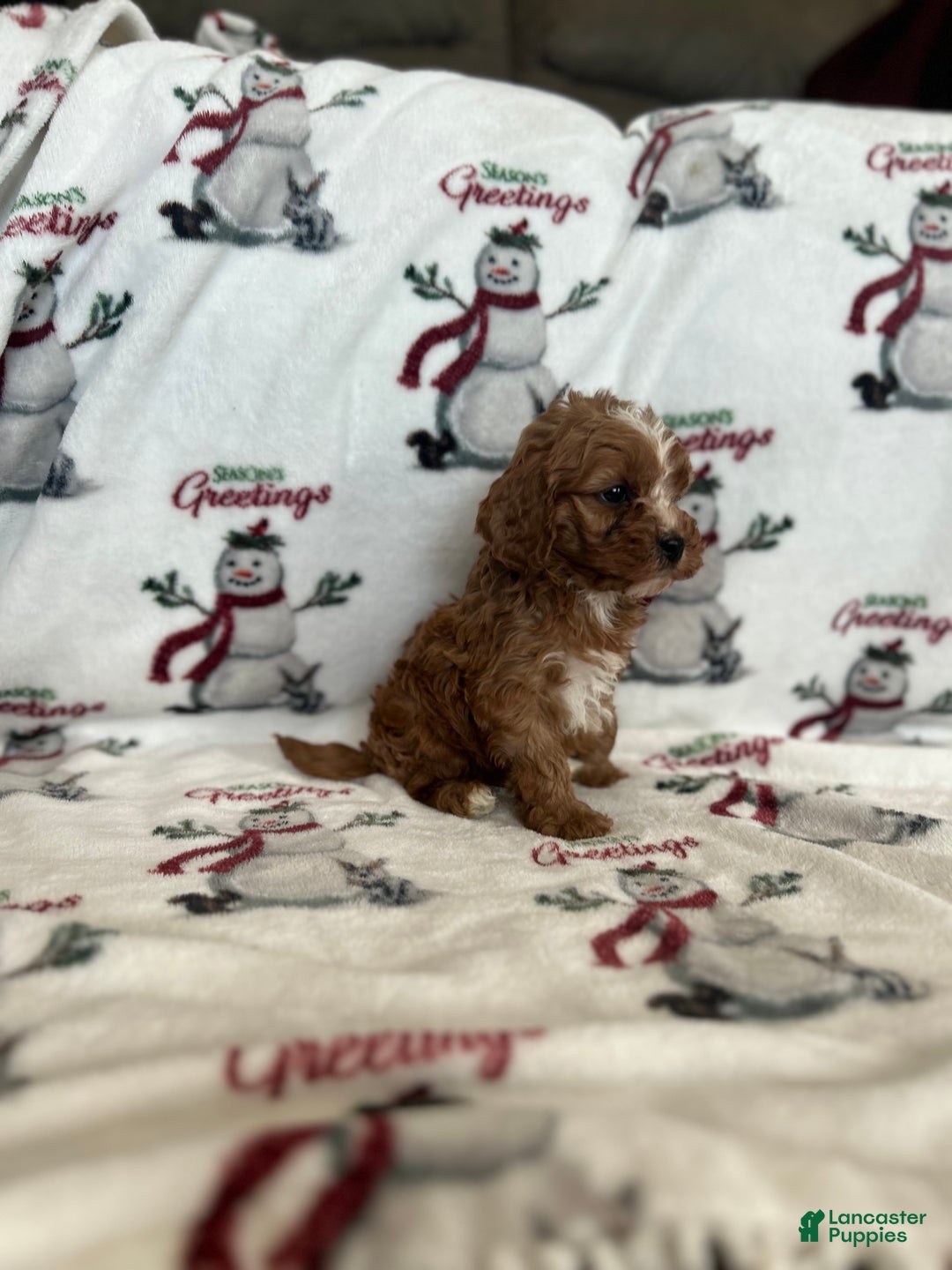 Cavapoo dogs for sale: Cavapoo Puppy 1 - Ad 1