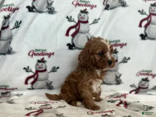 Cavapoo dogs Cavapoo Puppy 1 - Ad 16