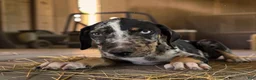 Catahoula Leopard Dog dogs for sale: Gypsie 2026 Male 3 - Ad 15