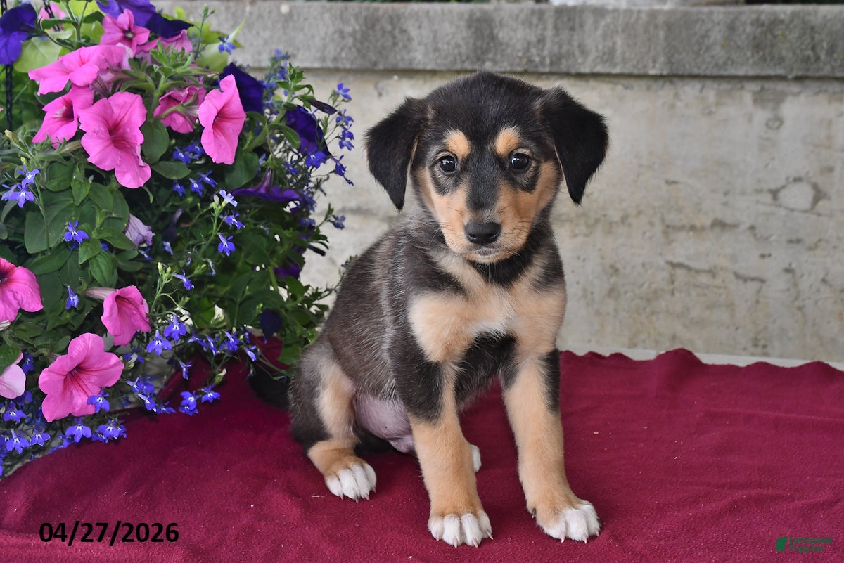 Goberian dogs Pepper - Ad 2