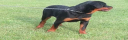 Rottweiler dogs for sale: Lindsey - Ad 4