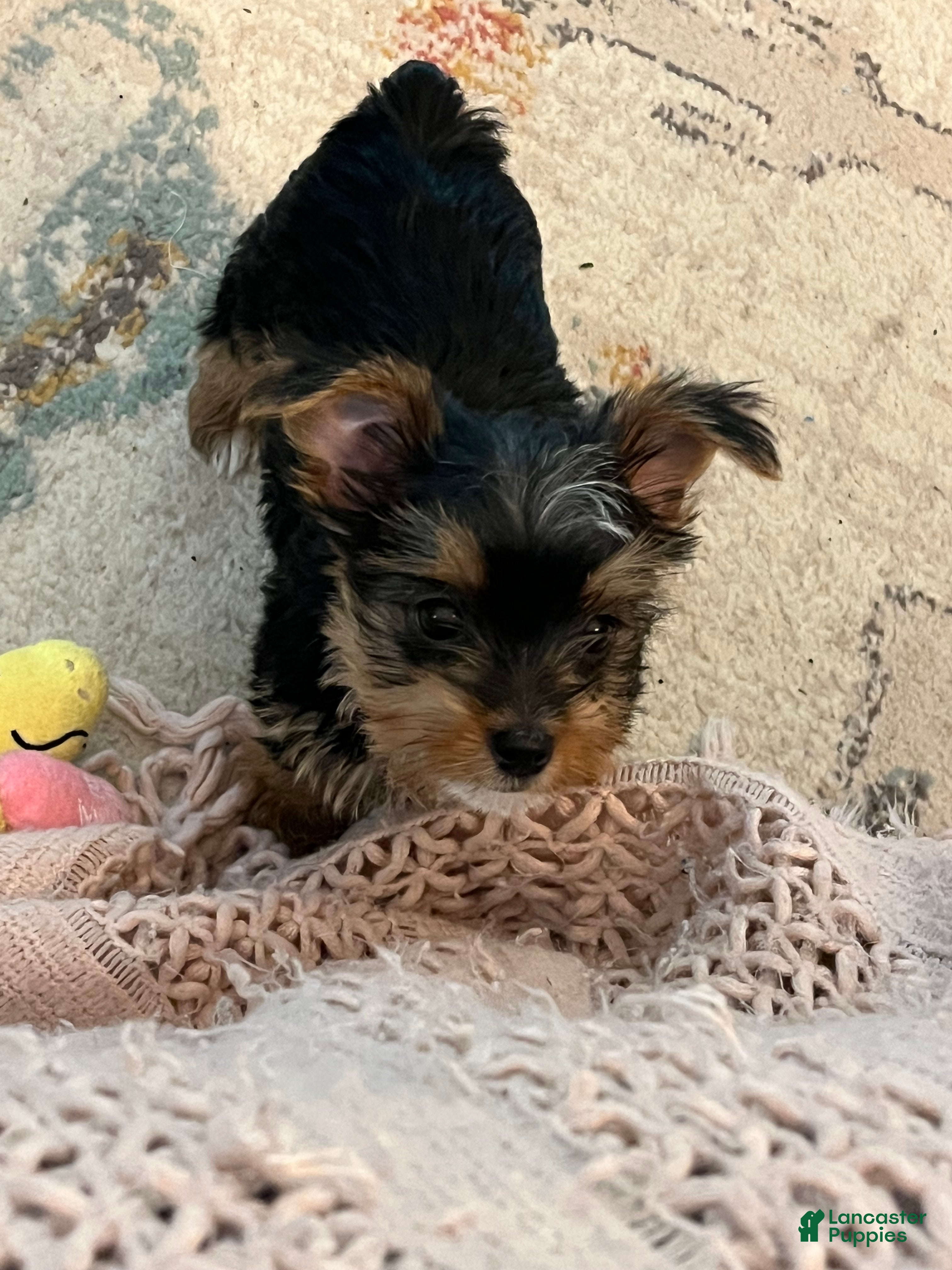 Yorkshire Terrier dogs Payton - Ad 1