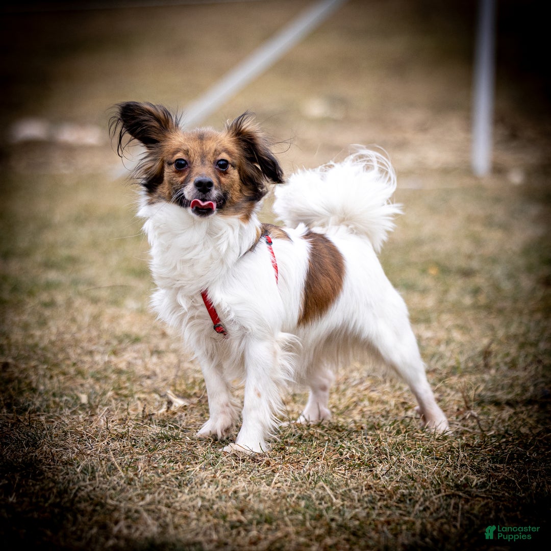 Papillon dogs for sale: Rocky - Ad 2