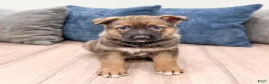 Kevin