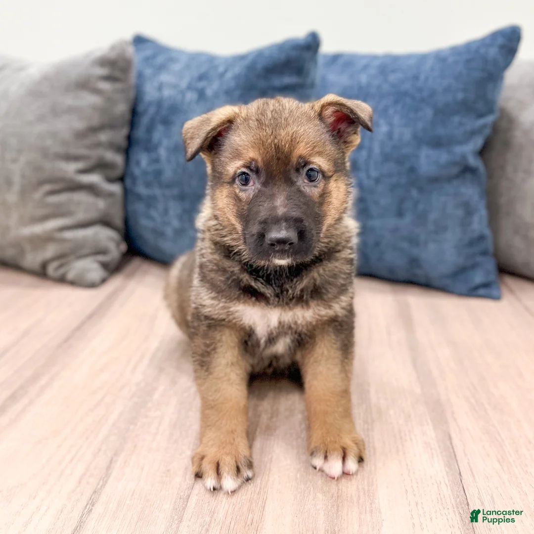 German Shepherd dogs for sale: Kevin - Ad 1