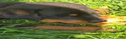 Rottweiler dogs for sale: Rottweiler 1 - Ad 2