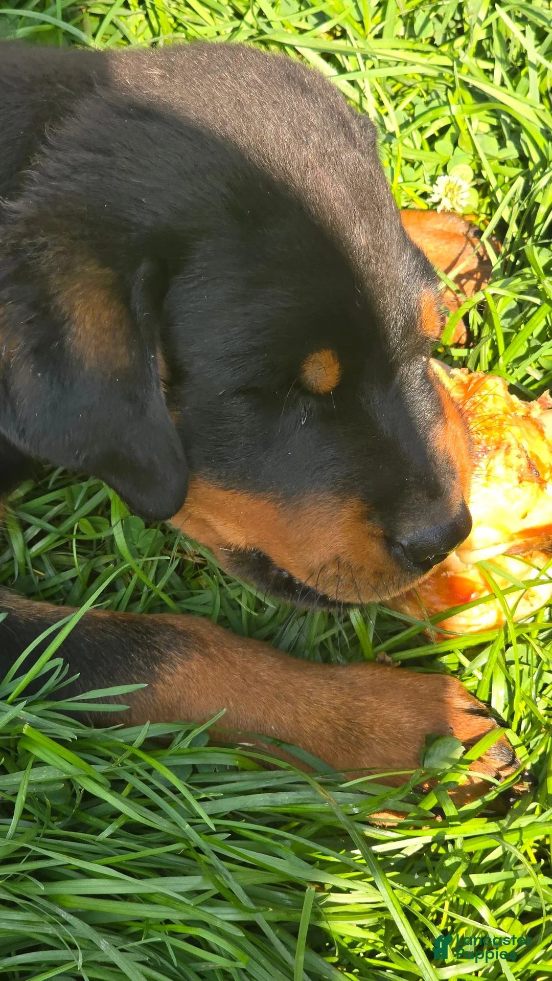 Rottweiler dogs for sale: Rottweiler 1 - Ad 2