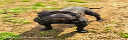 American Bully dogs for sale: Pixie - Ad 25