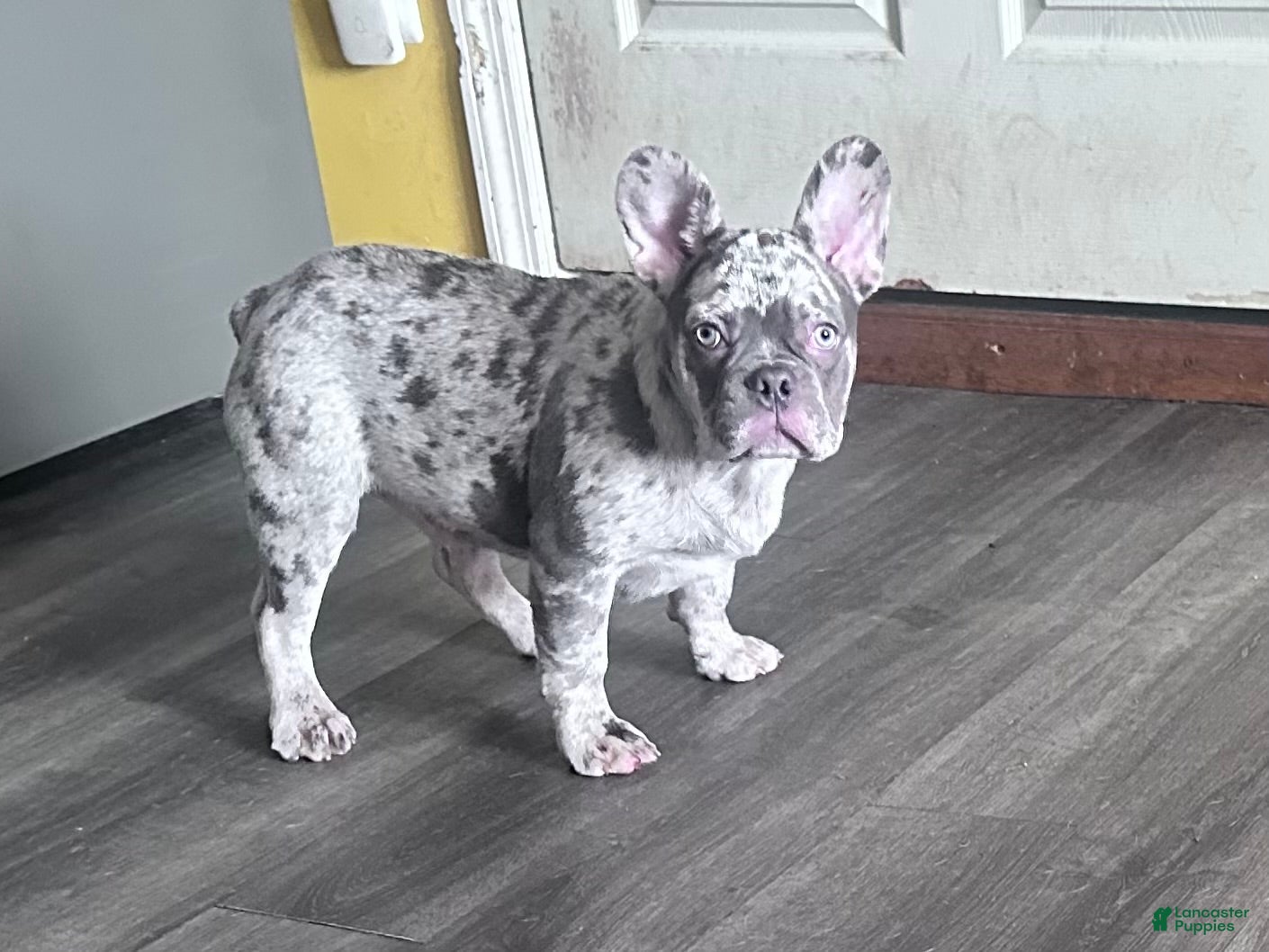 French Bulldog dogs for sale: French Bulldog Puppy 2 - Ad 2