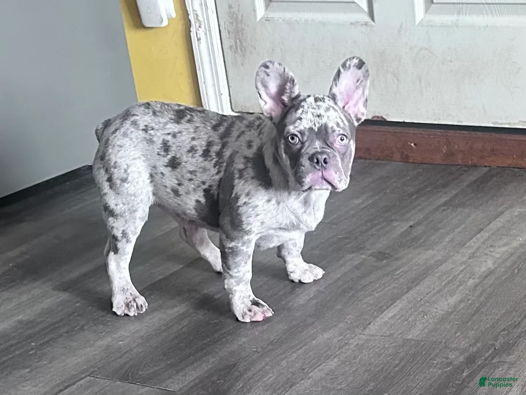 French Bulldog dogs for sale: French Bulldog Puppy 2 - Ad 1