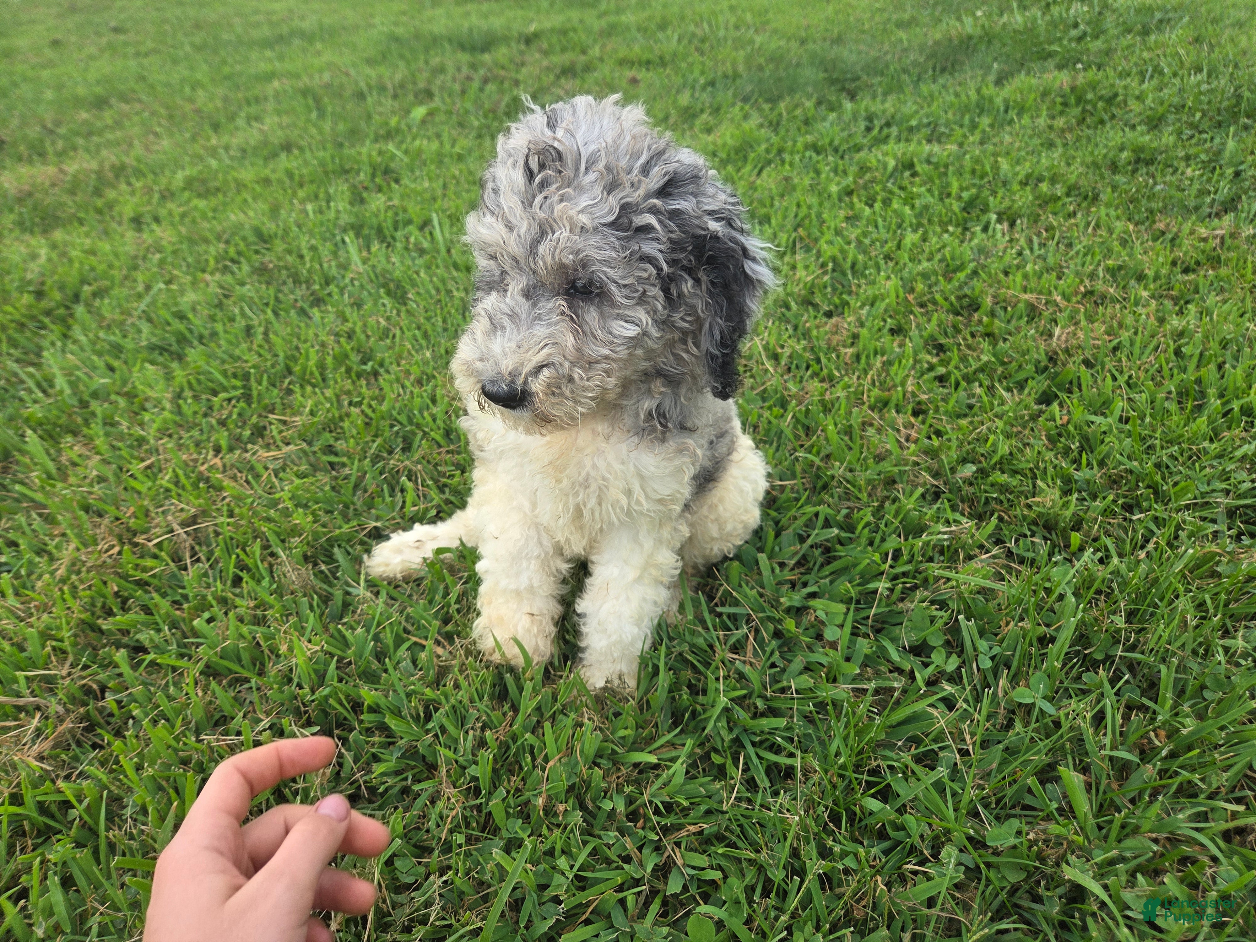 Aussiedoodle dogs Sheri - Ad 2
