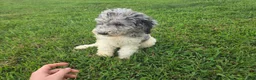 Aussiedoodle dogs for sale: Sheri - Ad 2