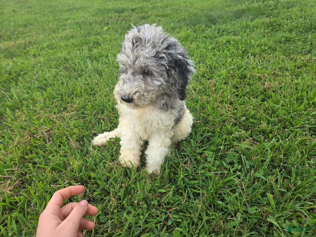 Aussiedoodle dogs for sale: Sheri - Ad 2