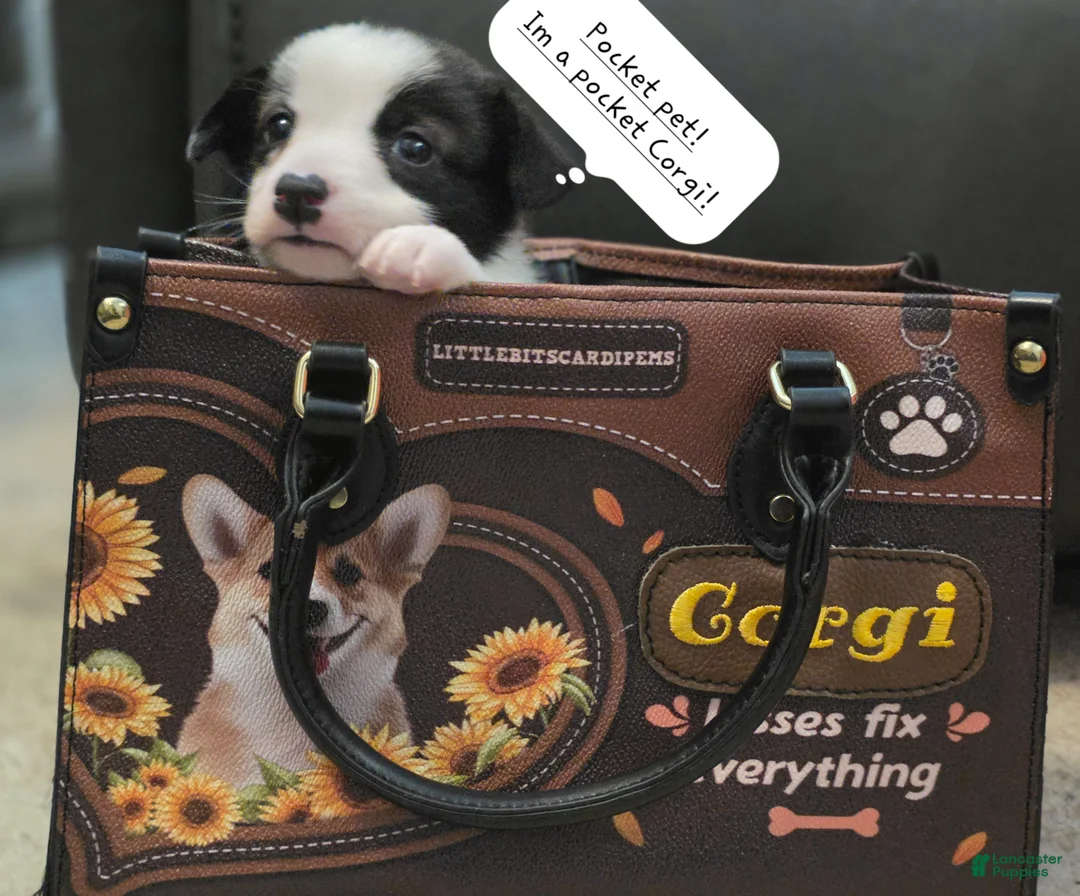 Mixed Breed dogs for sale: SWIRLY  - Ad 2