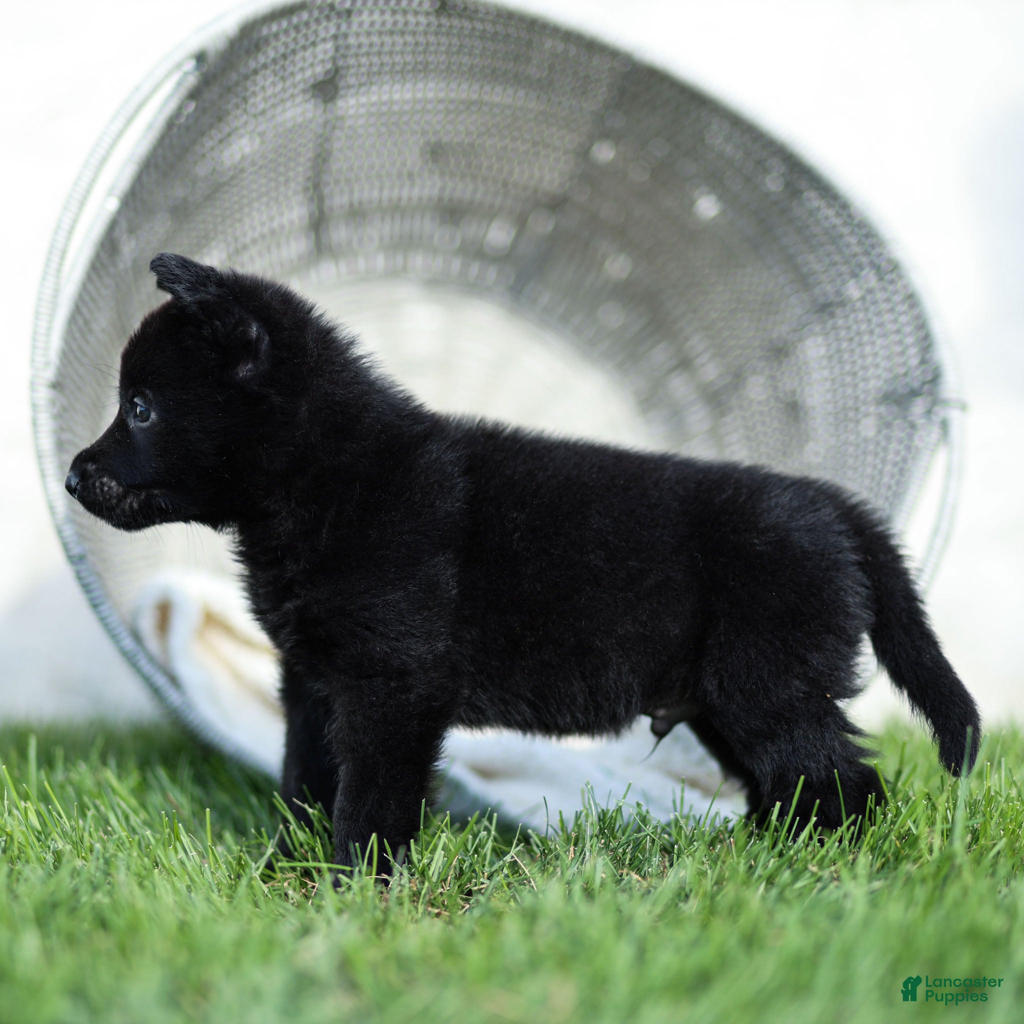 German Shepherd dogs Ferris German Shepherd  - Ad 2