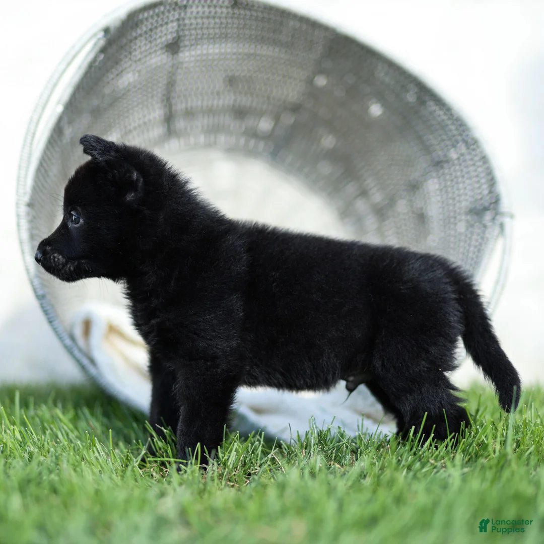 German Shepherd dogs for sale: Ferris German Shepherd  - Ad 2