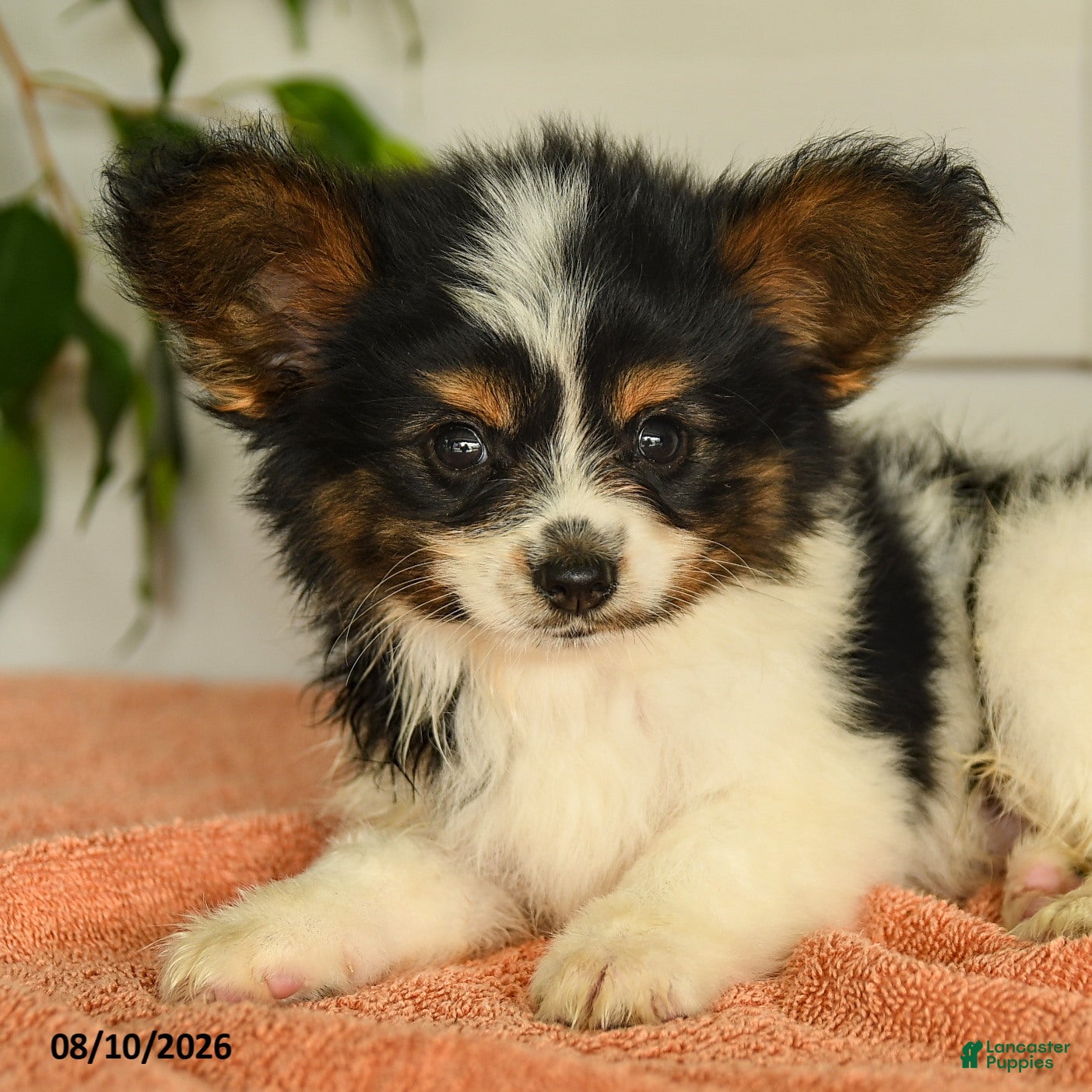 Papillon dogs Philip - Ad 2