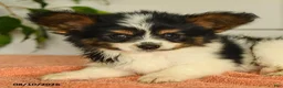 Papillon dogs for sale: Philip - Ad 4