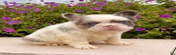 French Bulldog dogs for sale: Darla - Ad 3