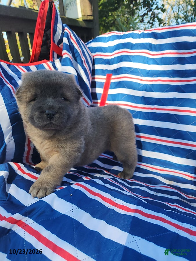 Chow Chow dogs for sale: Bella - Ad 1