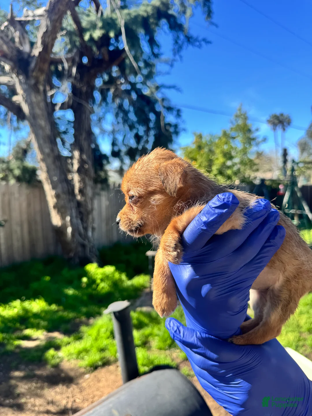 Mixed Breed dogs for sale: Mixed Breed Puppy 1 - Ad 2