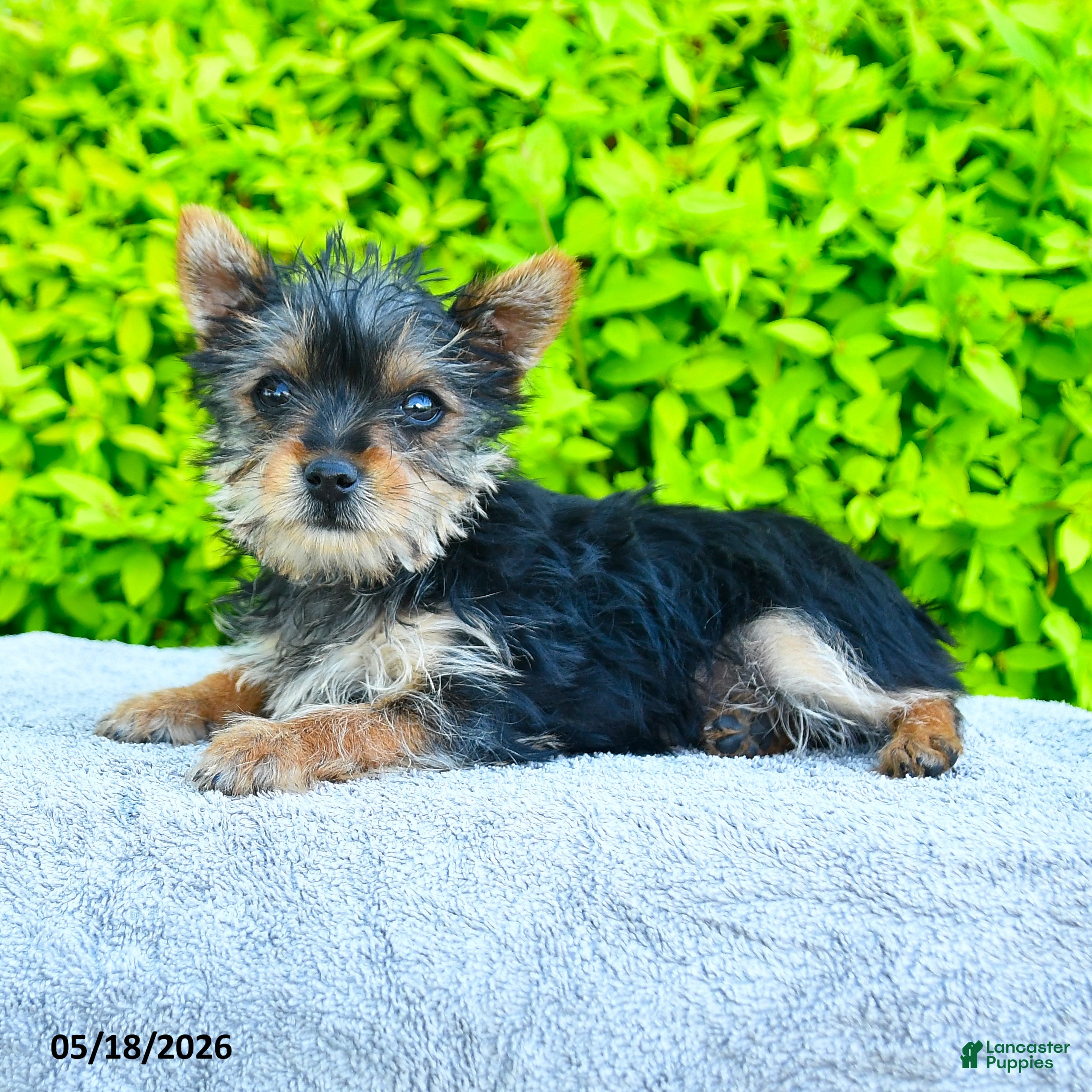 Yorkshire Terrier dogs Trixie - Ad 2