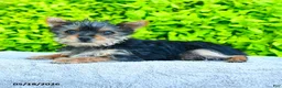 Yorkshire Terrier dogs for sale: Trixie - Ad 2
