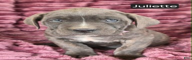 Juliette