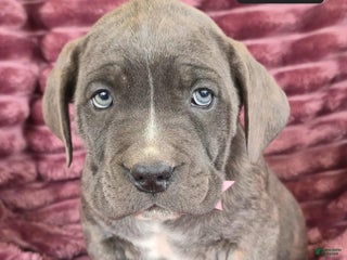 Cane Corso dogs - Ad 12