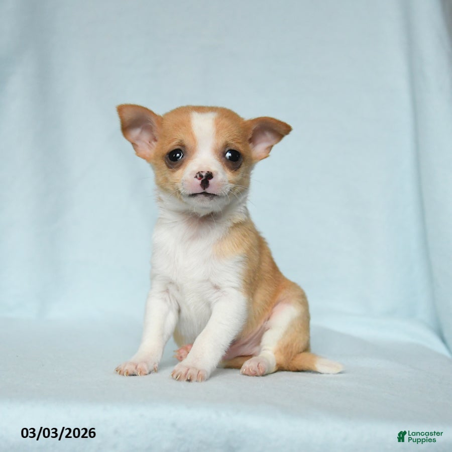 Chihuahua dogs Toby - Ad 2