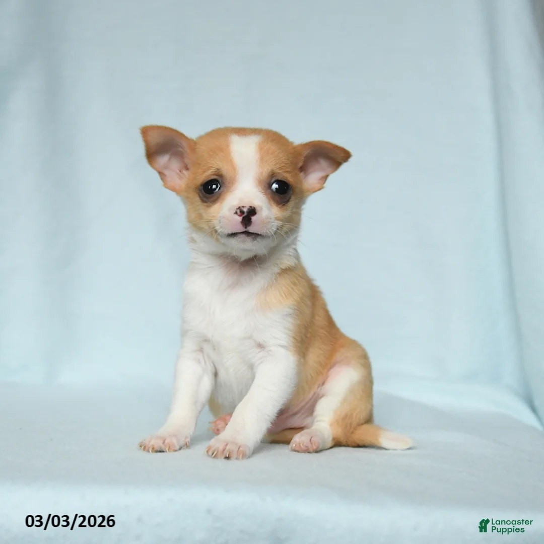 Chihuahua dogs for sale: Toby - Ad 2