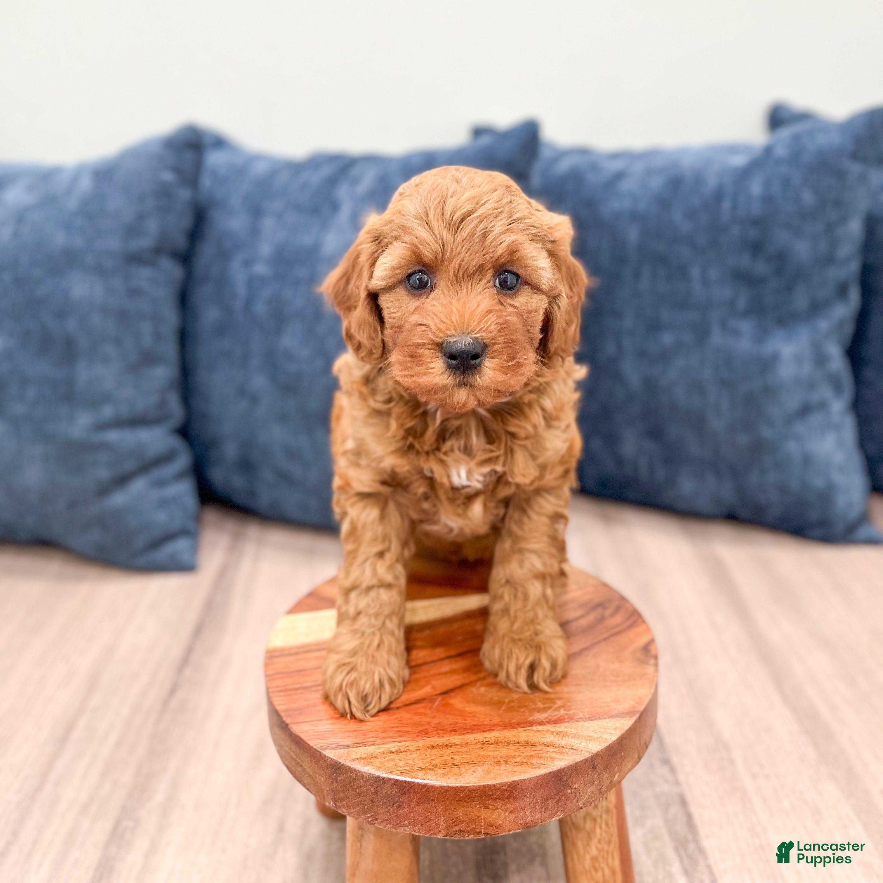 Mini Goldendoodle dogs Megan - Ad 2