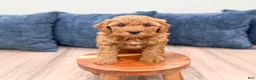 Mini Goldendoodle dogs for sale: Megan - Ad 2