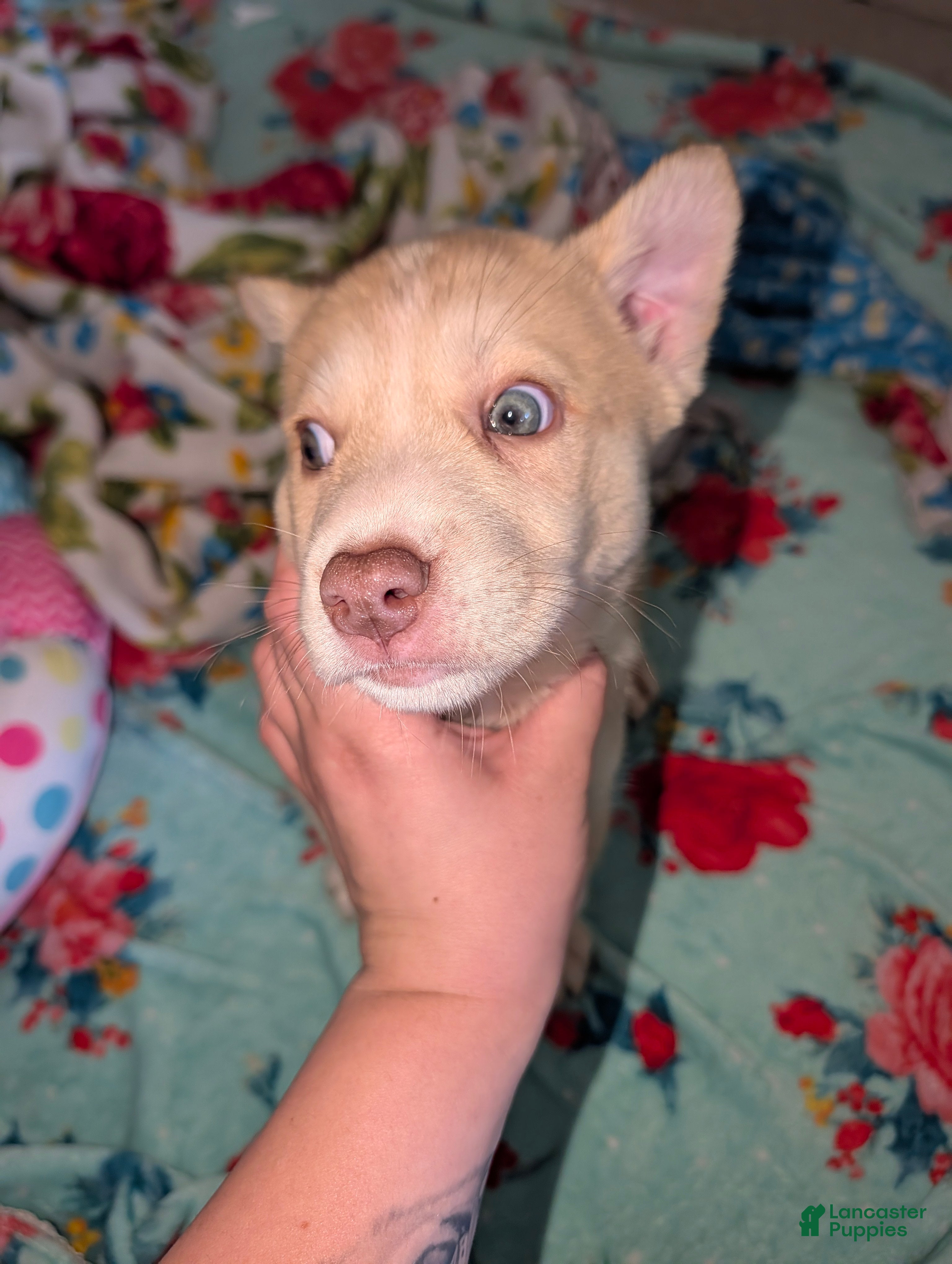 Pitsky dogs Peena - Ad 1