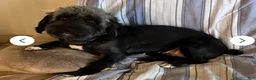 Mixed Breed dogs for sale: Schnoodle Corgi-Poo Hybrid  - Ad 5