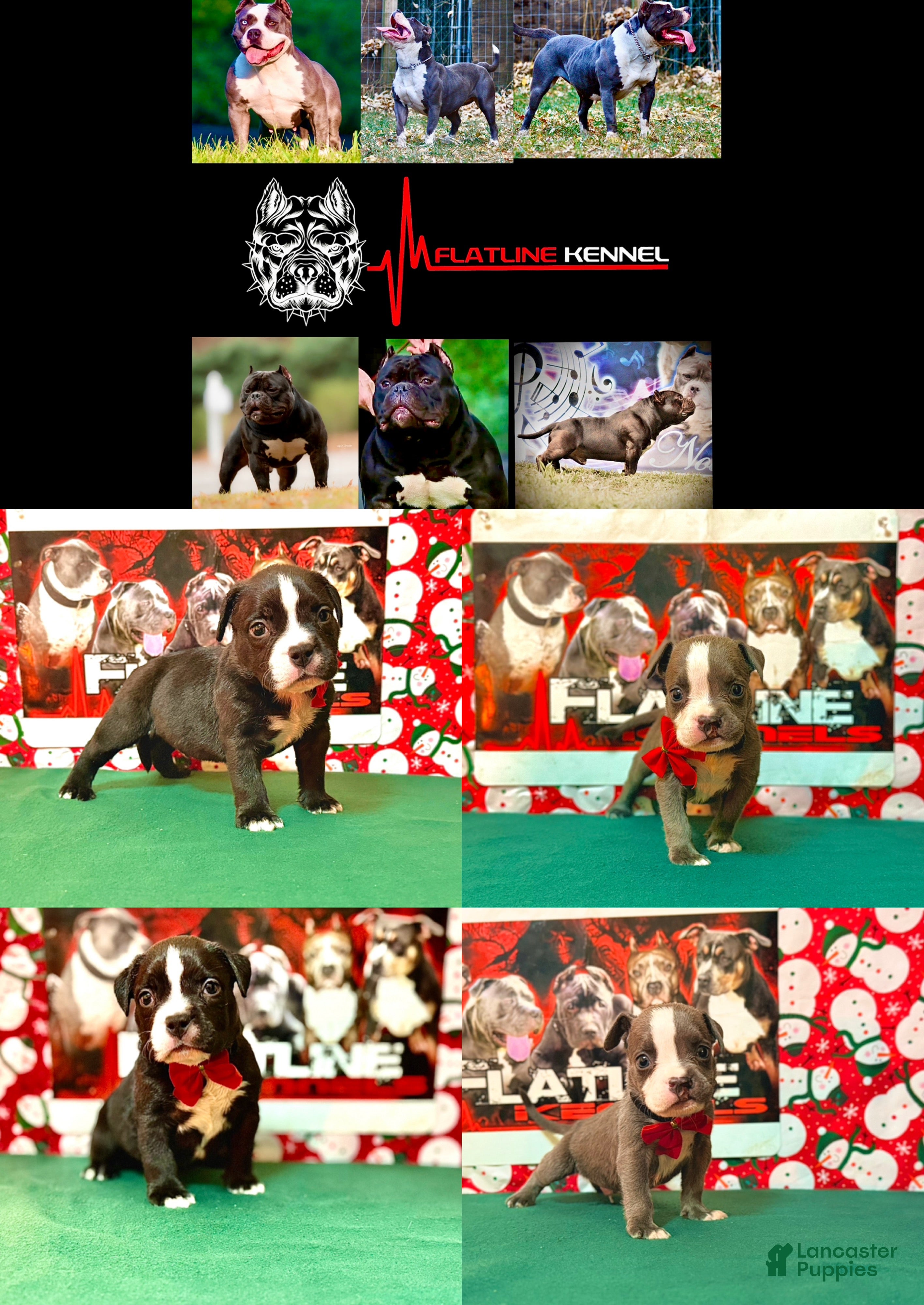 American Bully dogs American Bully Puppy 1 - Ad 31