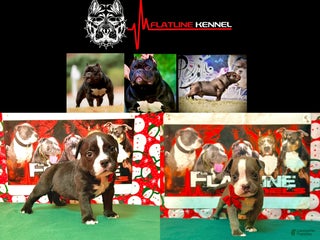 American Bully dogs American Bully Puppy 1 - Ad 31