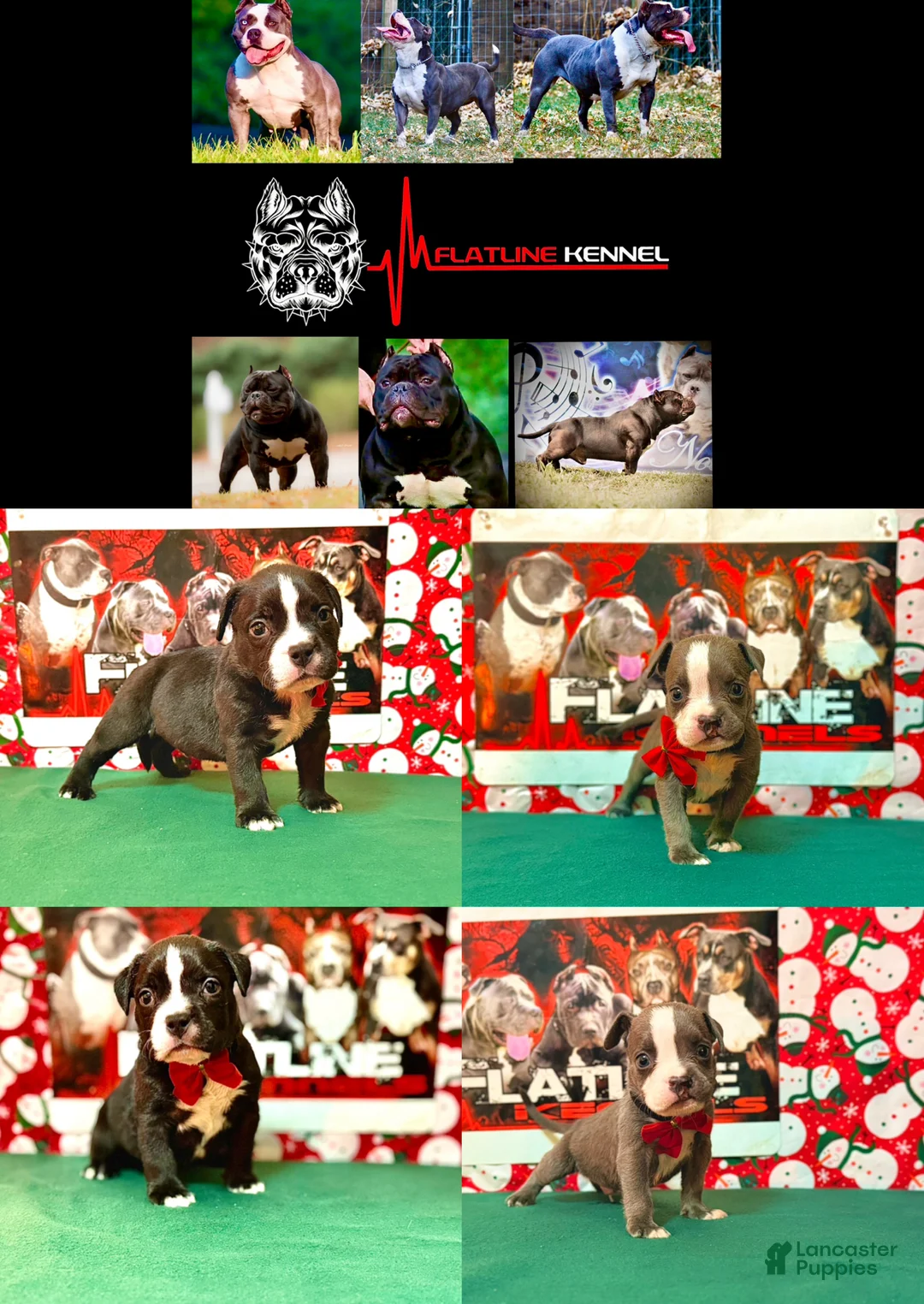 American Bully dogs for sale: American Bully Puppy 1 - Ad 15