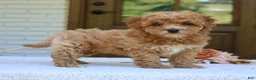 Cavapoo dogs for sale: Jolene  - Ad 1