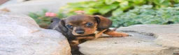 Miniature Dachshund dogs for sale: Maxine Miniature Dachshund  - Ad 5