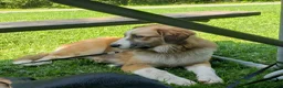 Mixed Breed dogs for sale: Mixed Breed Puppy 3 - Ad 7